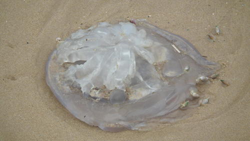 Eupilema inexpectata