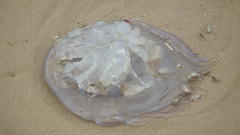 Eupilema inexpectata