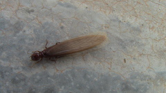 Hodotermitidae