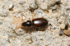 Trechus quadristriatus