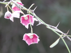 Oxystelma esculentum