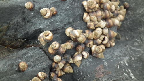 Afrolittorina knysnaensis