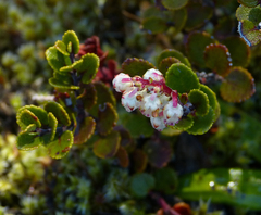 Gaultheria colensoi