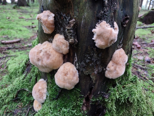 Representative image of Ptychogaster