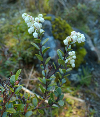 Gaultheria colensoi
