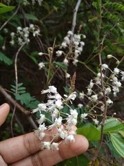 Pterolobium hexapetalum