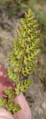 Asplenium cordatum