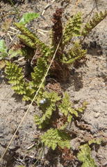 Asplenium cordatum