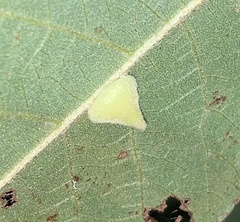 Caryomyia marginata
