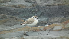 Charadrius marginatus arenaceus
