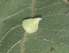 Caryomyia marginata