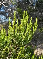 Erica tristis