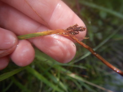 Carex eleusinoides