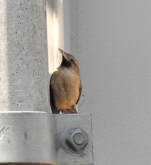 Campylorhynchus turdinus