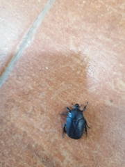 Protaetia