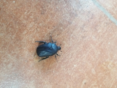 Protaetia