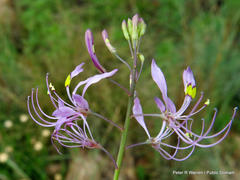 Cleome maculata