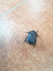 Protaetia