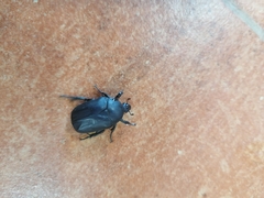 Protaetia