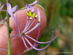 Cleome maculata