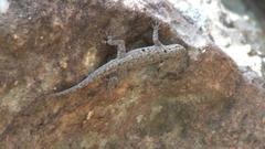 Lygodactylus stevensoni