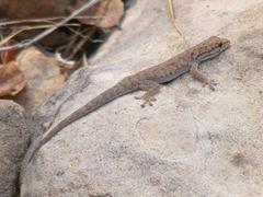 Lygodactylus stevensoni