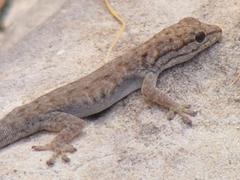 Lygodactylus stevensoni