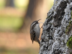 Certhia brachydactyla
