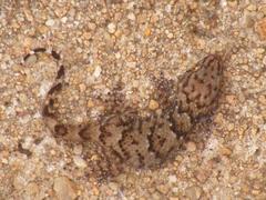 Chondrodactylus turneri