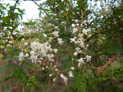 Pterolobium hexapetalum