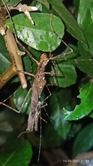 Trachythorax