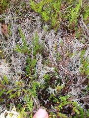 Cladonia stygia
