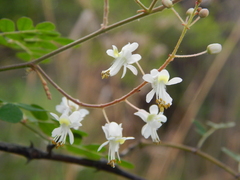 Pterolobium hexapetalum