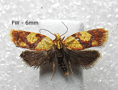 Sparganothis lycopodiana