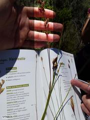 Restio quinquefarius