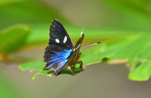 Carousing Metalmark