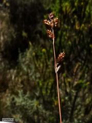 Restio quinquefarius