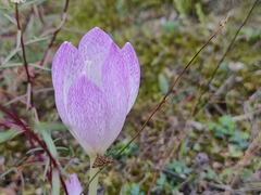 Colchicum bivonae