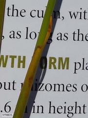 Restio quinquefarius