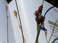 Restio quinquefarius