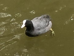Fulica atra