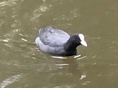 Fulica atra
