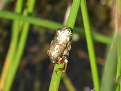 Hyperolius marmoratus marmoratus