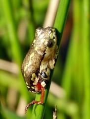 Hyperolius marmoratus marmoratus