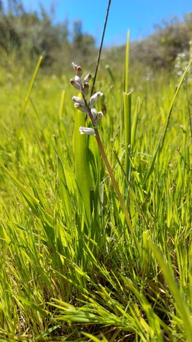 Image of Lachenalia mediana by (c) Jacques van der Merwe, some rights reserved (CC BY-SA)