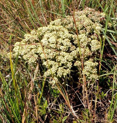 Helichrysum spiralepis image