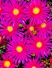 Lampranthus spectabilis