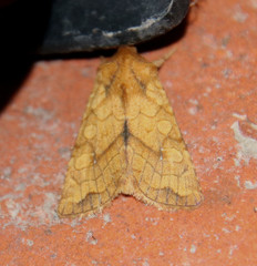 Hydroeciodes juvenilis