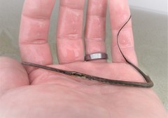 Fistularia tabacaria