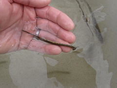 Fistularia tabacaria